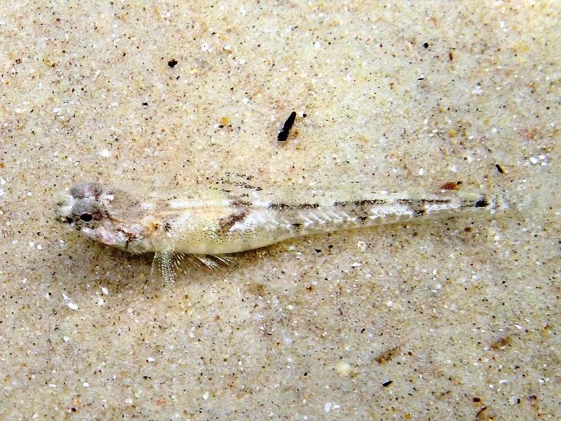 Femmine di Pomatoschistus bathi